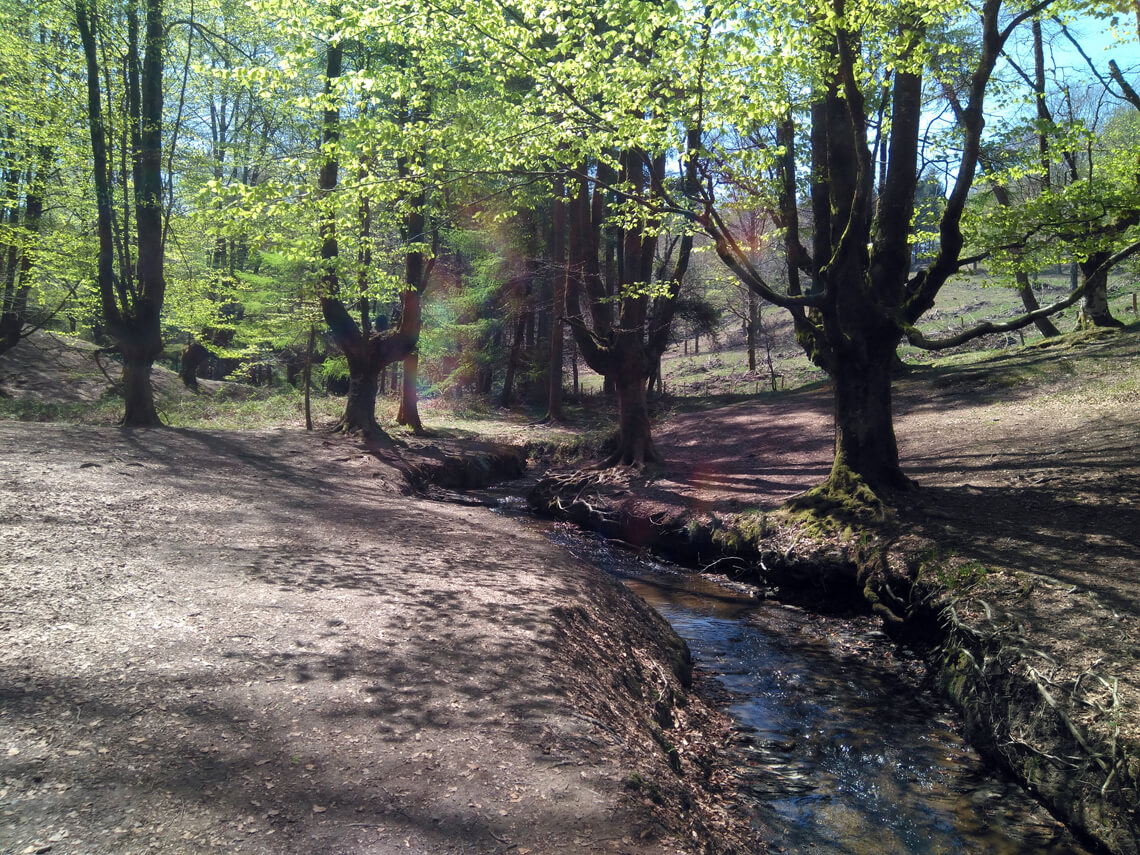 Hayedo de Otzarreta en el Parque Natural de Gorbeia (Bizkaia)