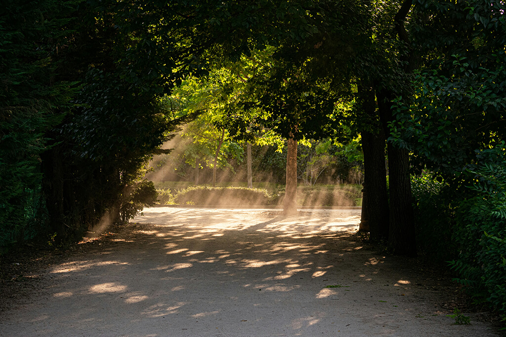 Camino sombreado bajo un túnel de árboles con luz natural filtrada — ejemplo visual de confort térmico y refugio bioclimático al aire libre