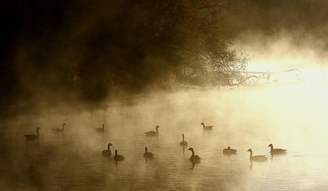 Gansos flotando en un lago urbano envuelto en niebla matinal — ejemplo de biodiversidad en entornos renaturalizados dentro de la ciudad